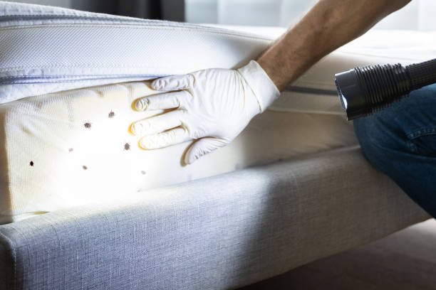 Best Residential Pest Control  in Albion, NE