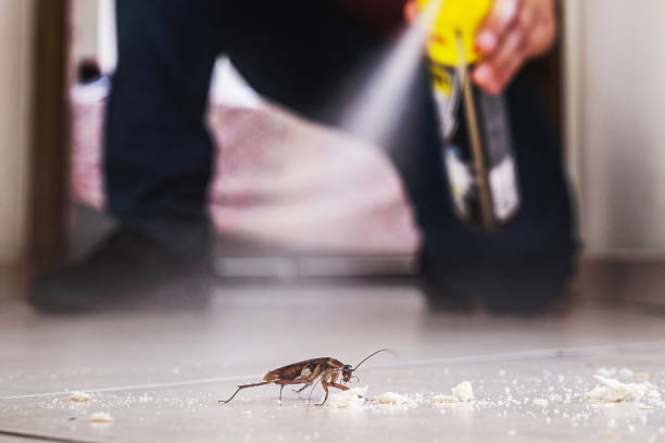 Best Spider Control Near Me  in Albion, NE
