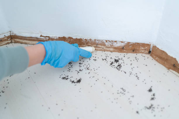Professional Pest Control in Albion, NE